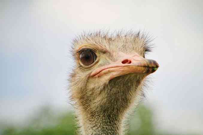 Did you know? The eye of an ostrich is bigger than its brain. - MirrorLog